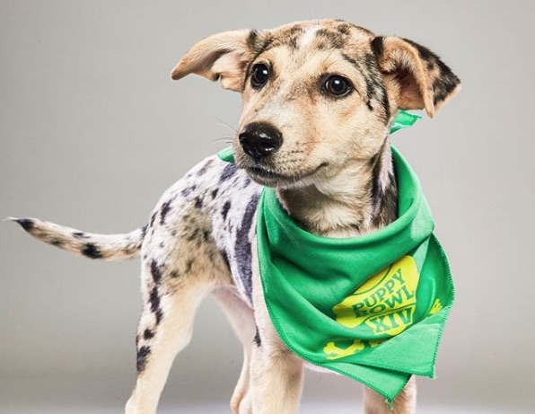 what time is the puppy bowl 2018