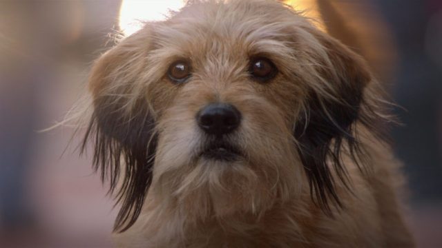 Benji Netflix