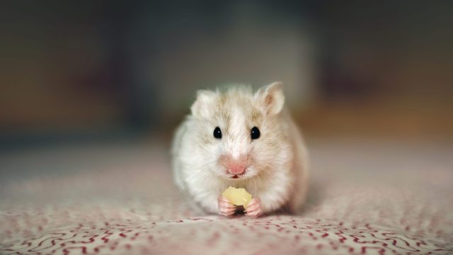 Image of hamster