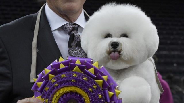 bichon-frise-best-in-show