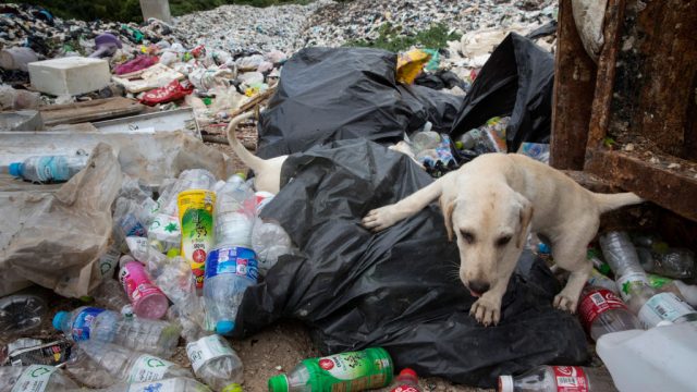 PATTAYA, THAILAND - JULY 30: Dogs scavenge at a landfill on the island of Koh Larn on July 30, 2017 in Pattaya,Thailand. Koh Larn which lies just off the coast of Pattaya attracts thousands of tourists a day which stresses the island's infrastructure, along with its waste-management system. A University study is currently underway that looks at the relationship between the number of tourists and the impact on the environment in order to determine the ideal number of daily visitors. Most plastic items, like packaging, tend to be used for very short periods before being discarded. According to a recent published study, Thailand along with China, Indonesia, the Philippines and Vietnam are on the list of the world's top-five plastic polluters. Cleaning up plastic pollution in Thailand is a challenge due to cultural, infrastructure and environmental obstacles. (Photo by Paula Bronstein/Getty Images)