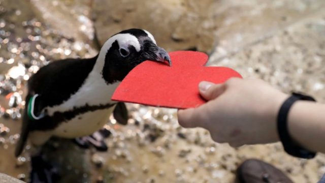 penguin valentine