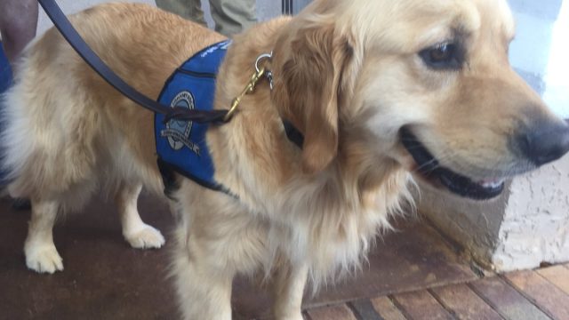 Photo of Jacob the Comfort Dog