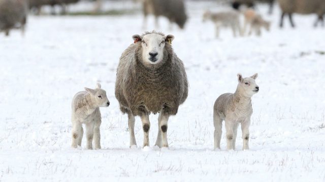sheep