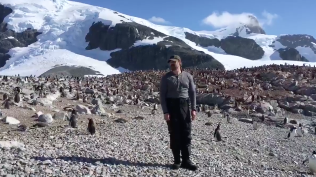 David Harbour Penguins