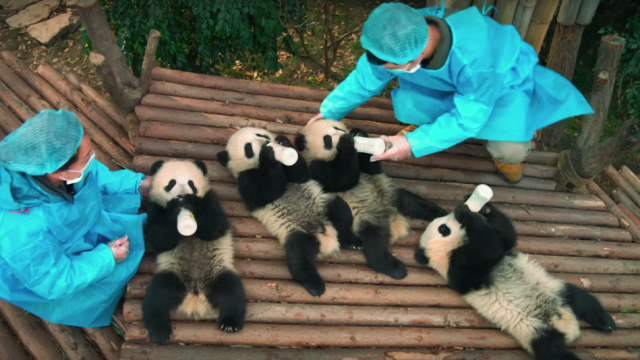 Pandas Kristen Bell