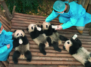 Pandas Kristen Bell
