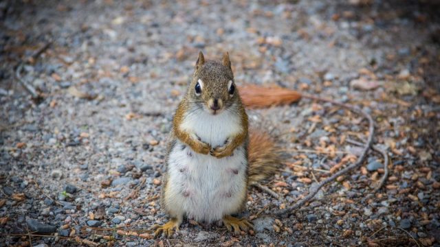 Photo of Olympic Squirrel