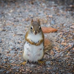 Photo of Olympic Squirrel