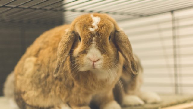 Close-Up Of Rabbit In A Cage