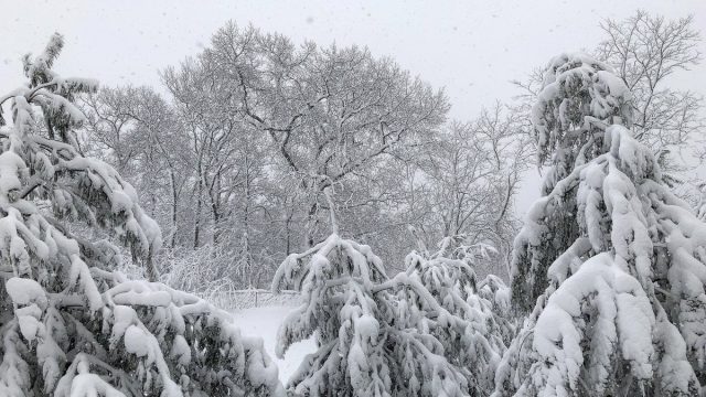 Picture of Winter Storm Quinn Pictures