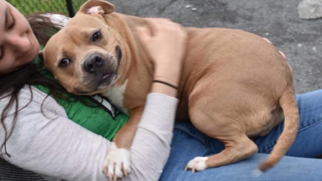 boxer-rescue