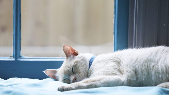 Photo of National Napping Day 2018