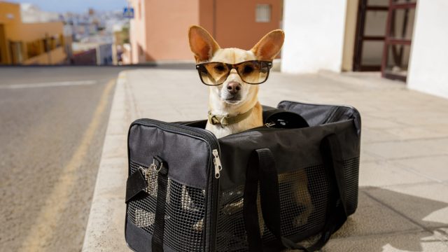 Keep your pet safe while traveling