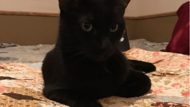 Picture of Missing Cat Story