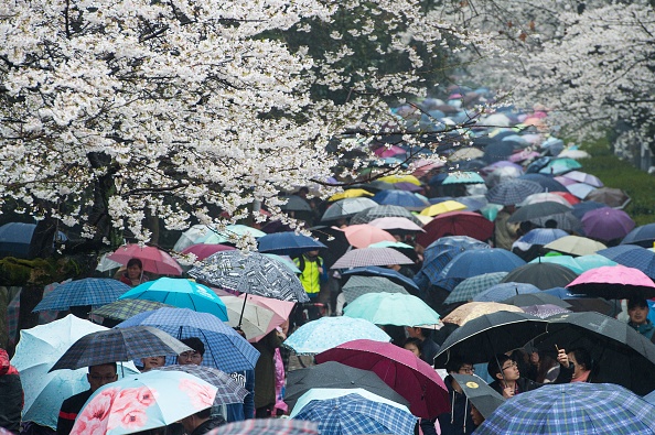 blossoms-umbrellas.jpg