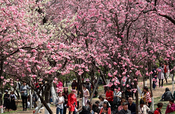 See Breathtaking Photos of China's Springtime Cherry BlossomsHelloGiggles