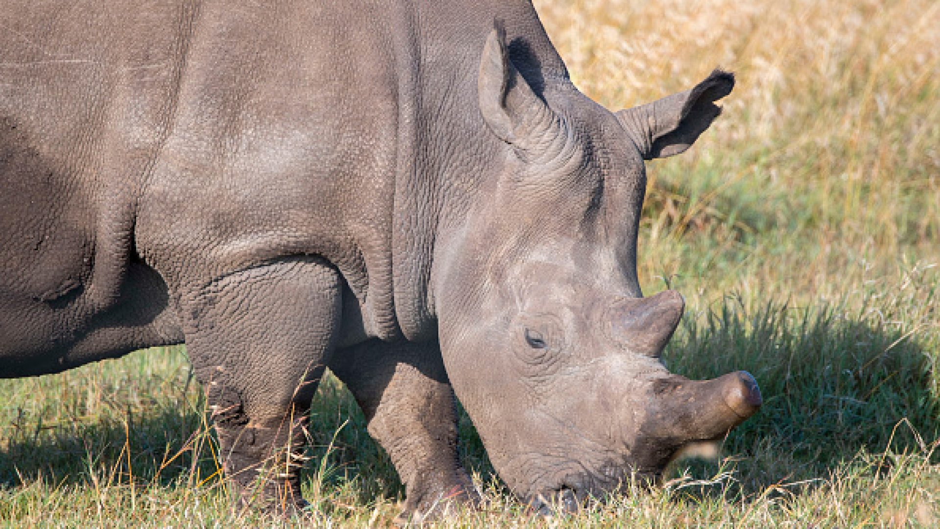 Why Are Northern White Rhinos Endangered?HelloGiggles