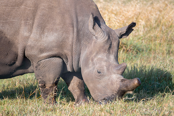 Why Are Northern White Rhinos Endangered?HelloGiggles