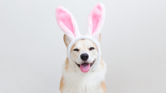 Pembroke Welsh Corgi smiling while wearing Easter bunny ears.
