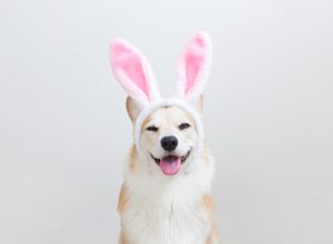 Pembroke Welsh Corgi smiling while wearing Easter bunny ears.