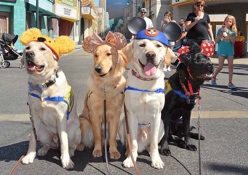 Dogs at disneyland hot sale