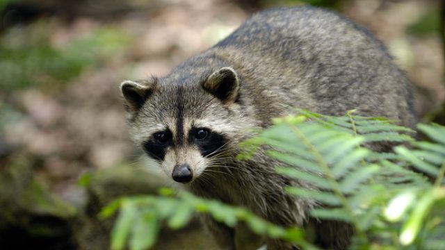 Reports of "zombie-like" raccoons have been plaguing Ohio.