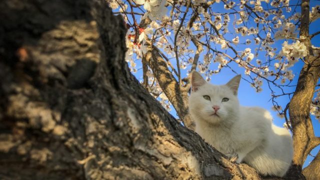 man runs into his cat