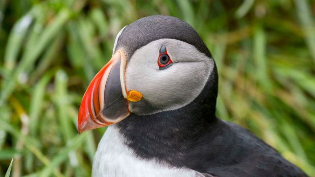 Puffins' beaks look like glowsticks in the dark