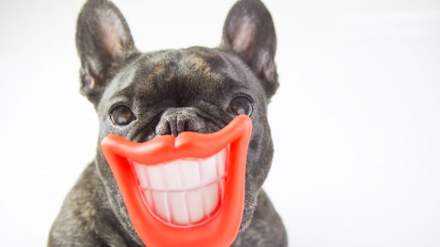 Image of a dog with a smile