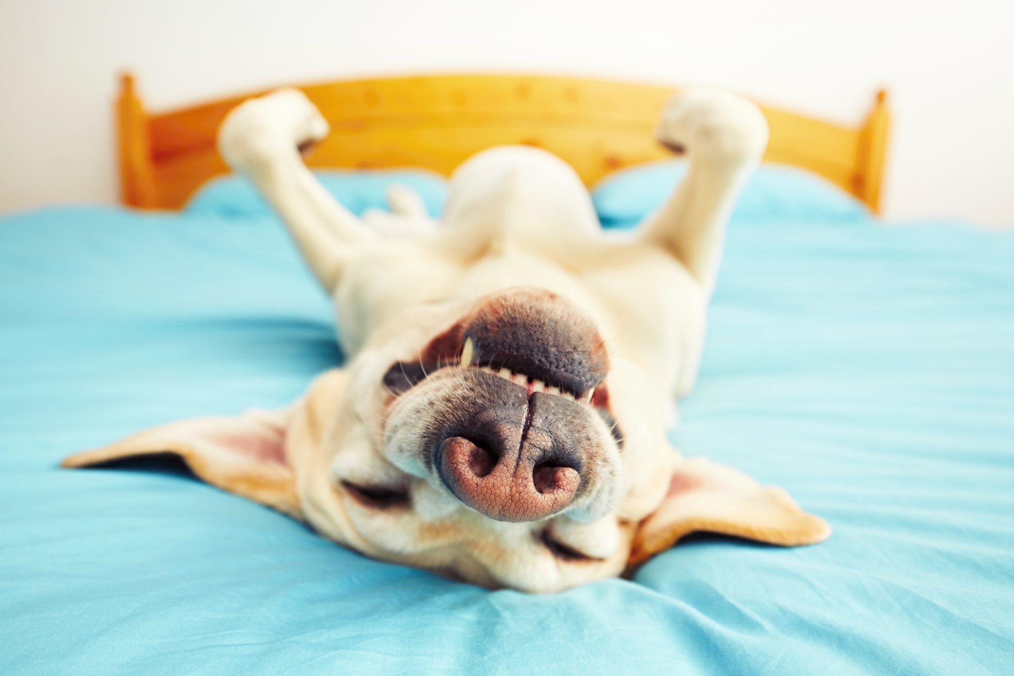 17 National Pet Day Quotes Perfect Instagram CaptionsHelloGiggles 17 National Pet Day Quotes Perfect Instagram CaptionsHelloGiggles