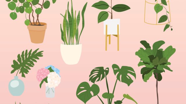 best plants for apartments