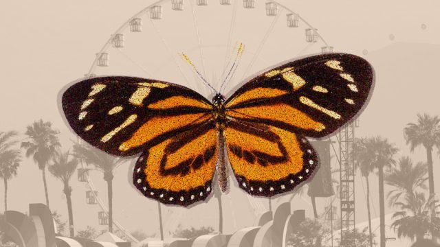 Butterfly and Coachella in the background