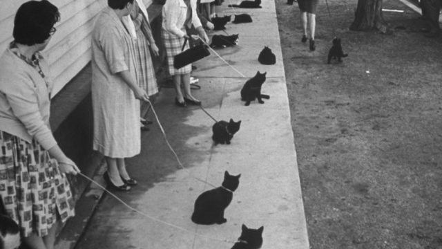 Friday the 13th black cats