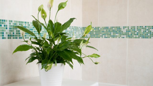 peace lily air cleaning plants