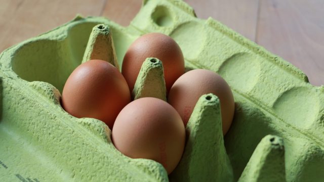 salmonella eggs