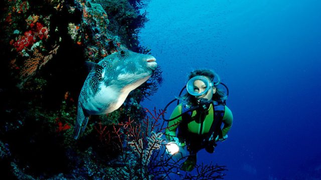 Why is the Great Barrier Reef important?