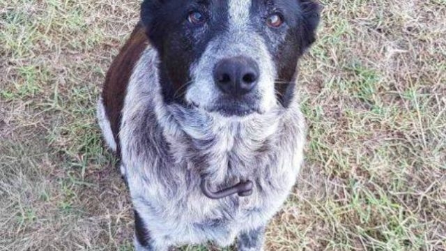This partially blind and deaf dog Max is being hailed a hero for guarding his 3-year-old owner.