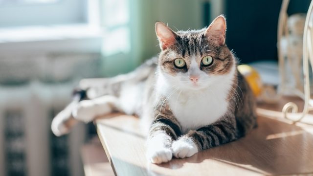 cats