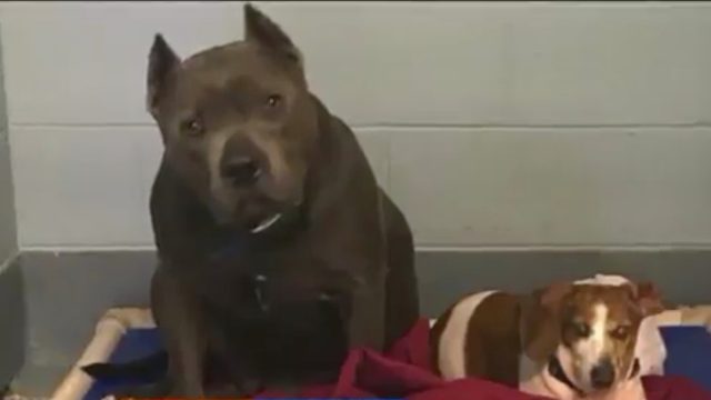blind shelter dog friend