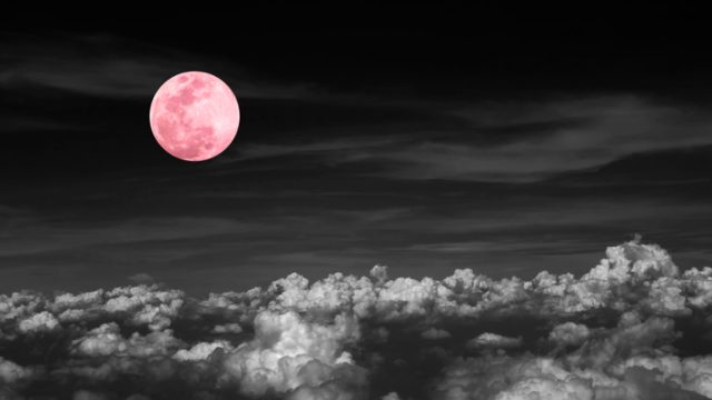 Pink Moon