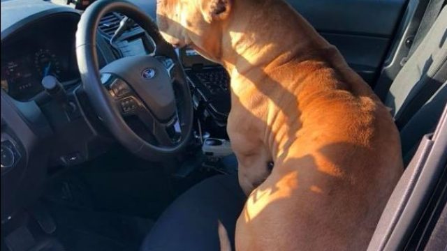 A Texas police officer was surprised to encounter this friendly dog while answering a call.