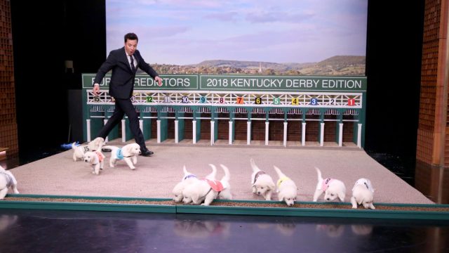 Picture of Kentucky Derby Puppies