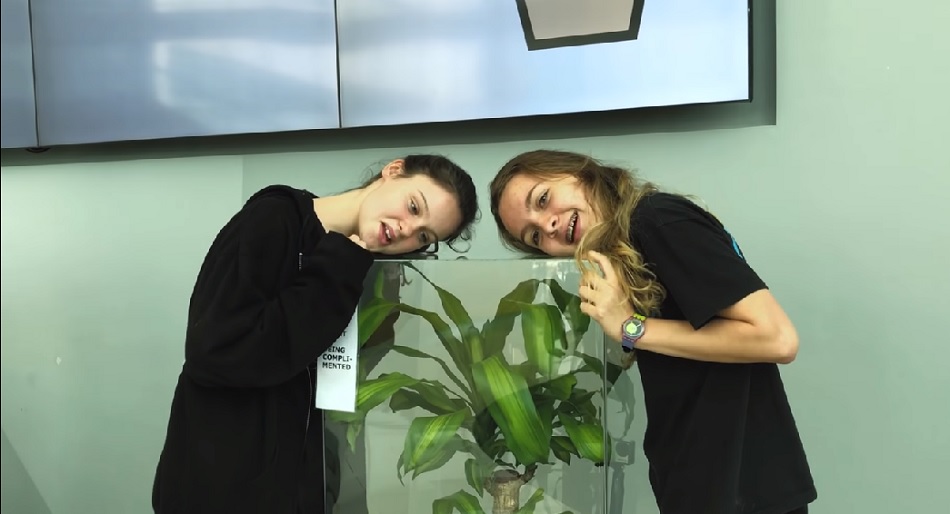 Ikea Plant Experiment Proves that Bullying is Bad Everyone — Even PlantsHelloGiggles