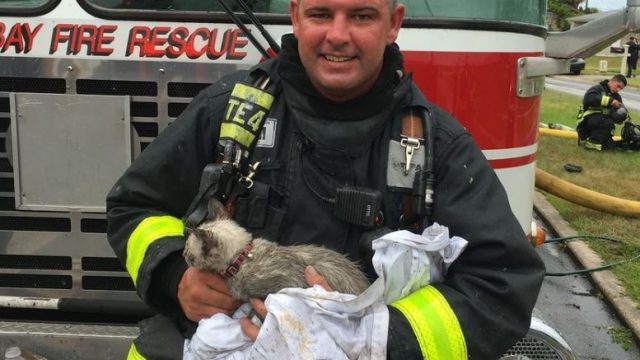 Watch this Florida firefighter revive a kitten after a house fire.