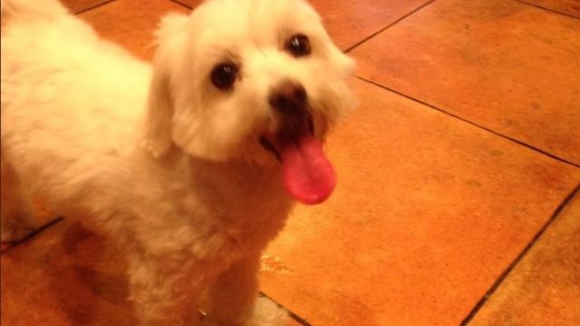 This dad brought the wrong dog home from the groomer, and the video is hilarious.