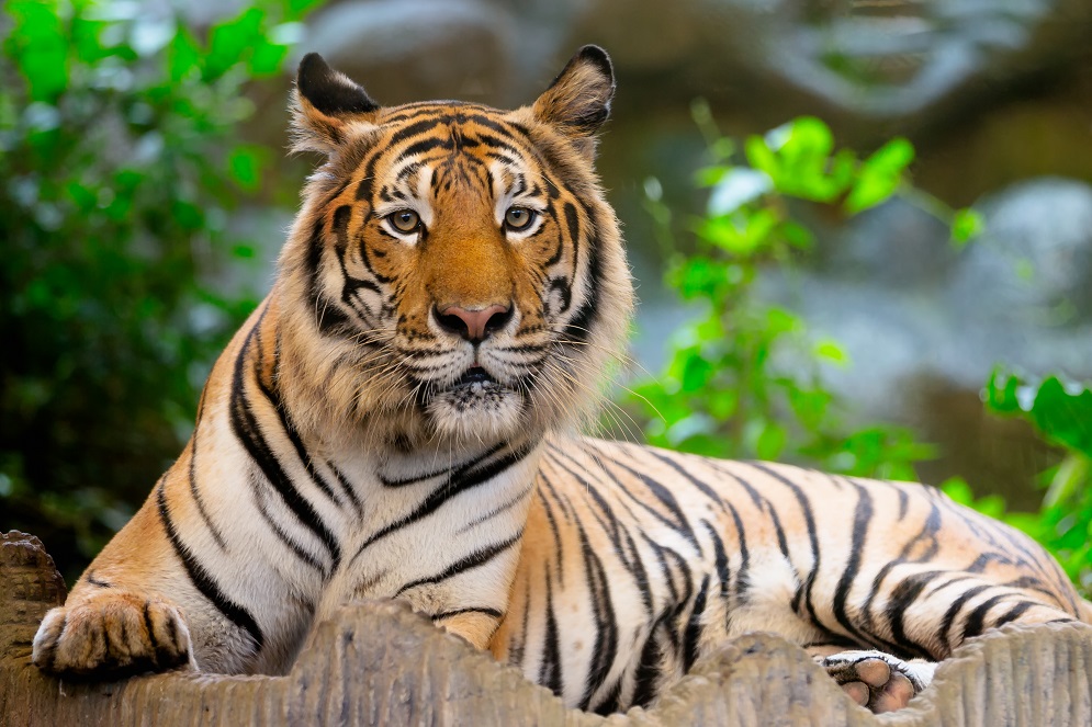 A Miami High School Rented a Real Tiger to Prom, And Uh — What?HelloGiggles