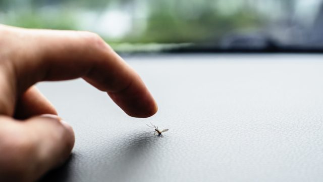 mosquito
