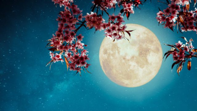Image of full moon with flowers