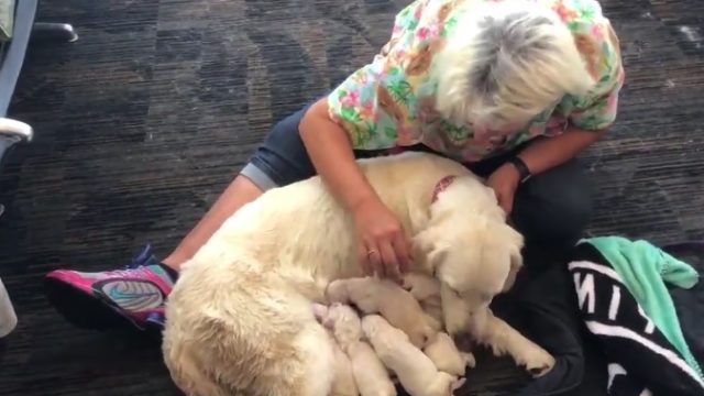 puppies